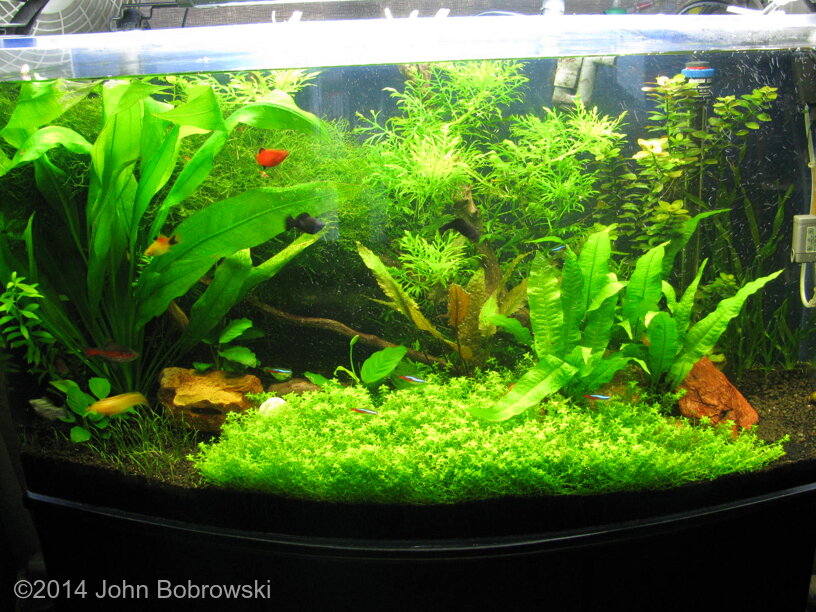 AGA 2014 Aquascaping Contest: #445