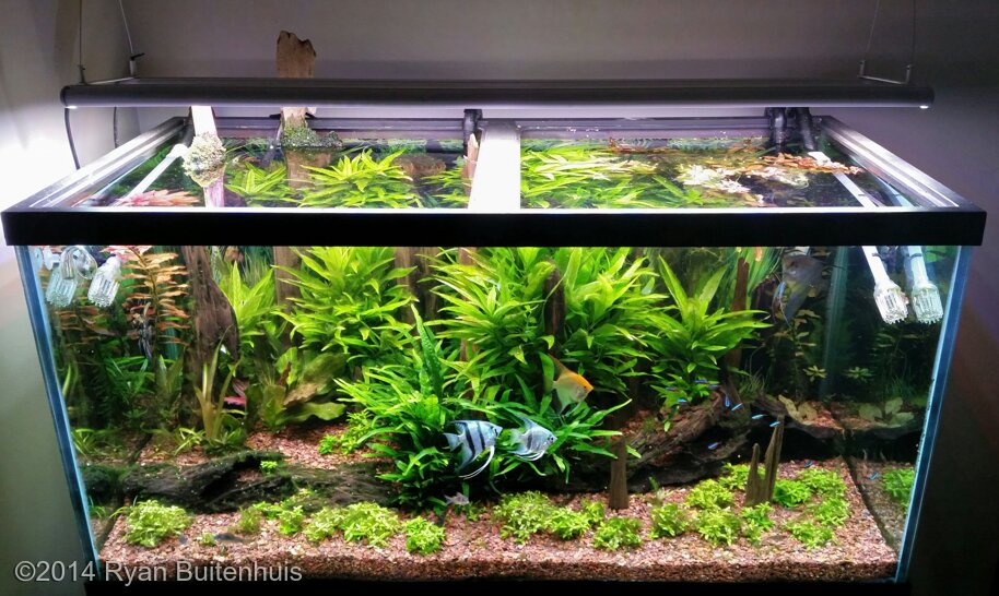 AGA 2014 Aquascaping Contest: #460