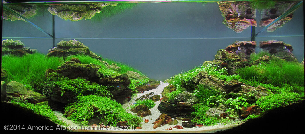 AGA 2014 Aquascaping Contest: #470