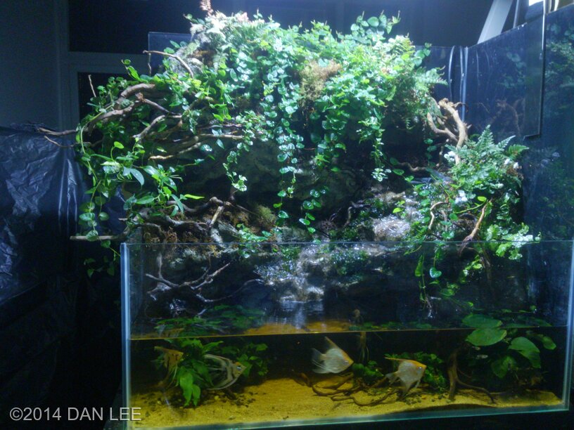 Aquascape Dan Paludarium 10 Jenis Kayu Aquascape Murah