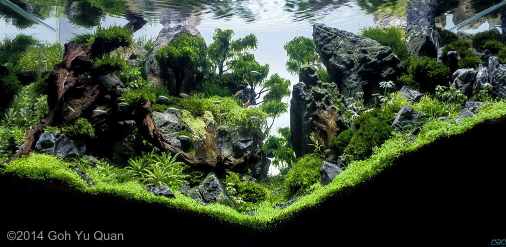 AGA 2014 Aquascaping Contest 557