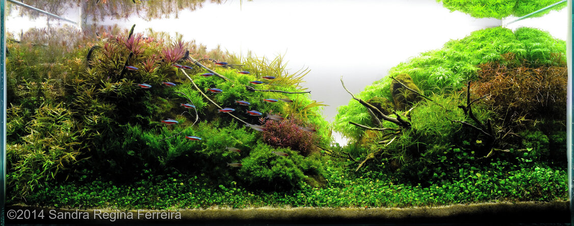 AGA 2014 Aquascaping Contest: #599