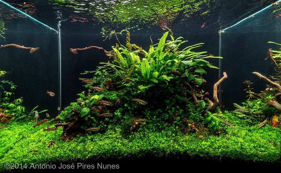 AGA 2014 Aquascaping Contest: #600