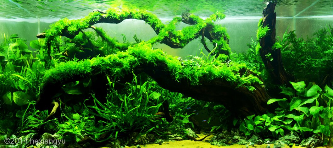 AGA 2014 Aquascaping Contest: #72