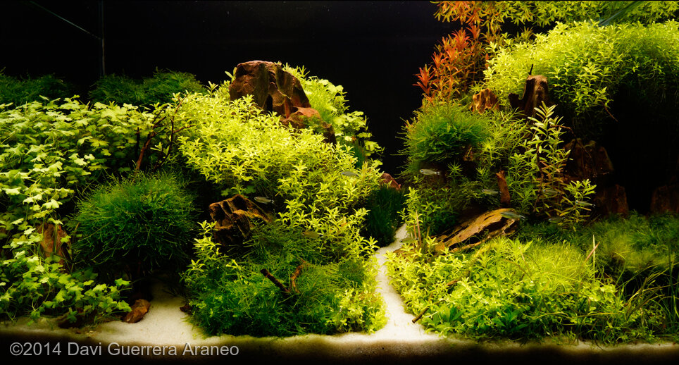 AGA 2014 Aquascaping Contest: #79