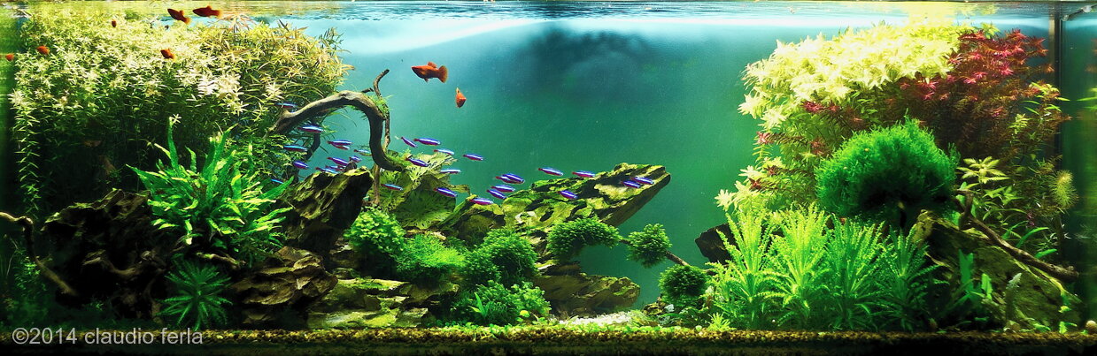 AGA 2014 Aquascaping Contest: #87