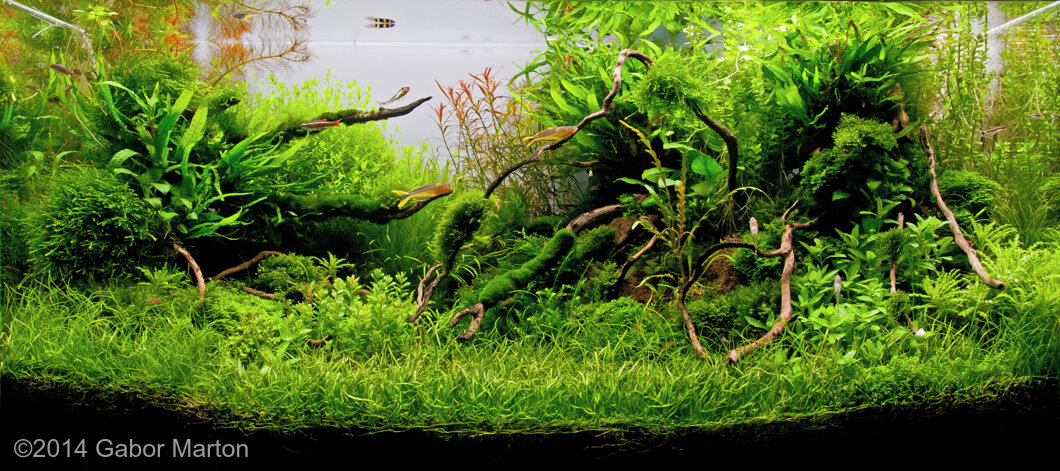 AGA 2014 Aquascaping Contest: #97