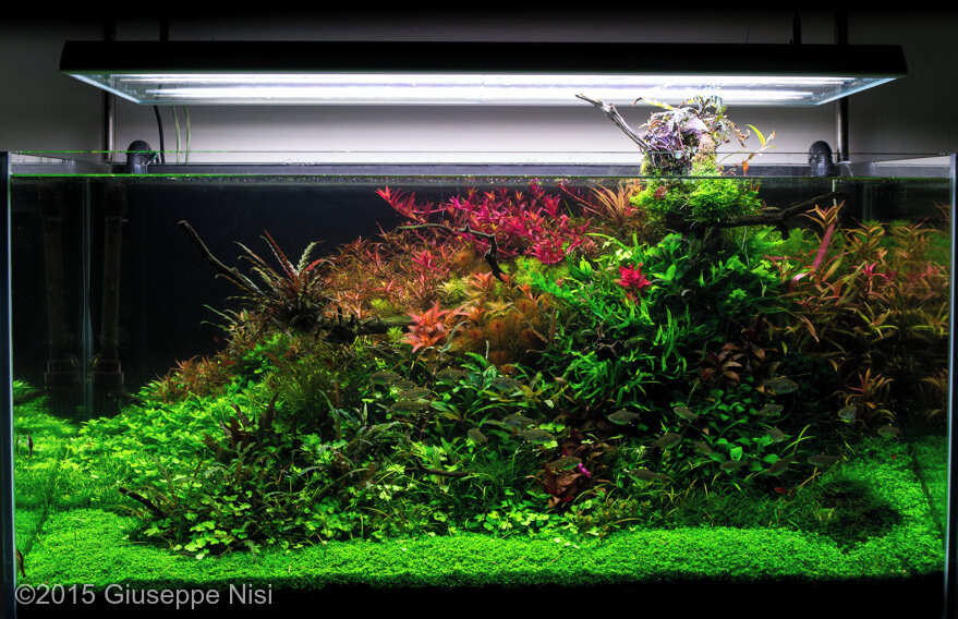 AGA 2015 Aquascaping Contest: #121