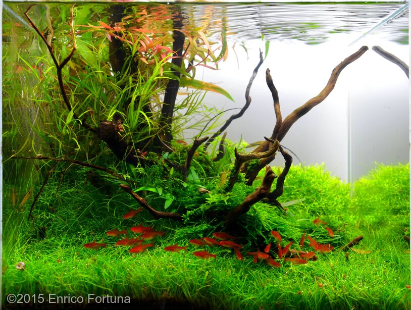 AGA 2015 Aquascaping Contest: #147