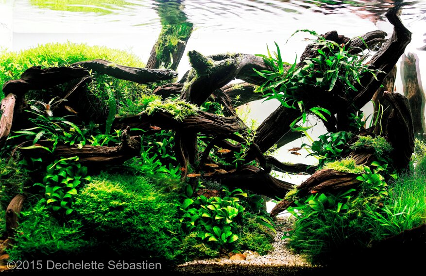 AGA 2015 Aquascaping Contest: #202