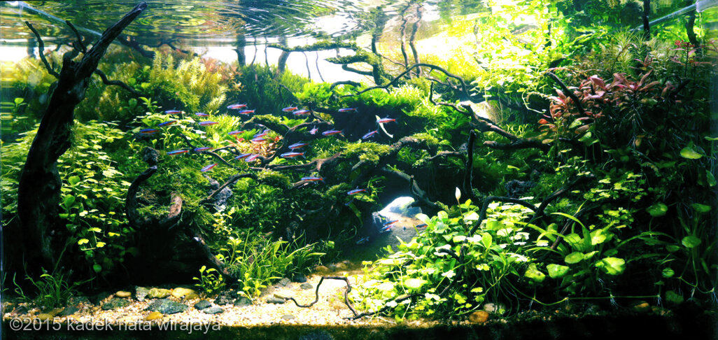 AGA 2015 Aquascaping Contest: #204