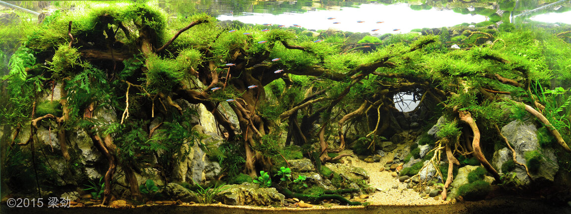 AGA 2015 Aquascaping Contest: #223