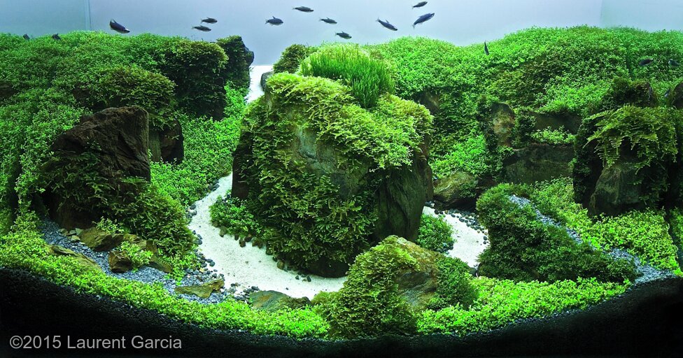 AGA 2015 Aquascaping Contest 240