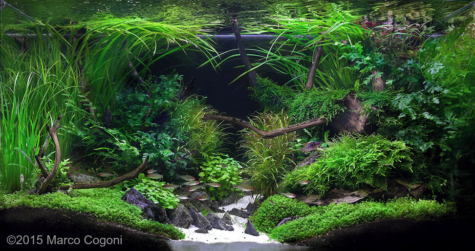 AGA 2015 Aquascaping Contest: #242