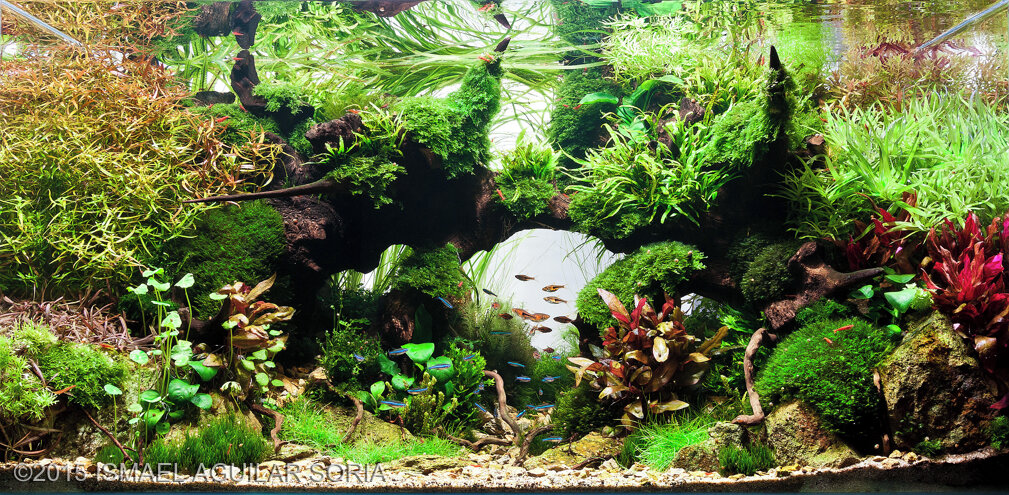 AGA 2015 Aquascaping Contest: #283