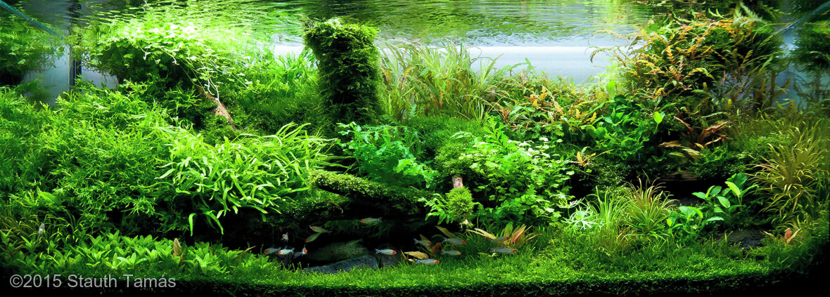 AGA 2015 Aquascaping Contest: #314