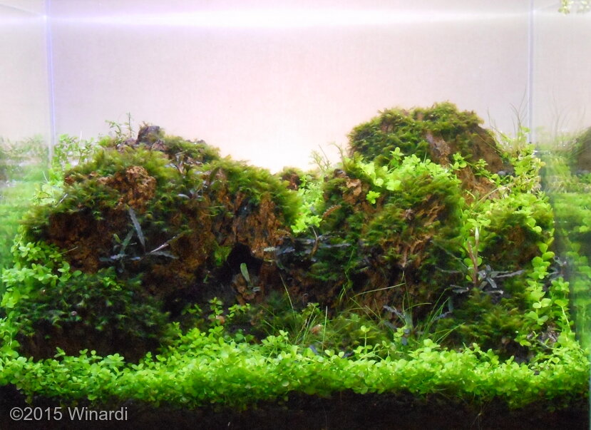 AGA 2015 Aquascaping Contest: #355