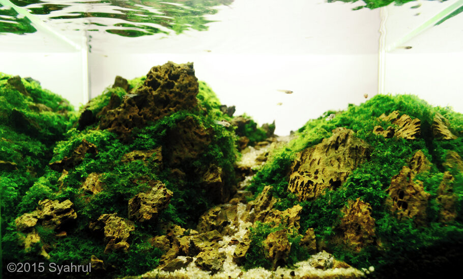 AGA 2015 Aquascaping Contest: #364