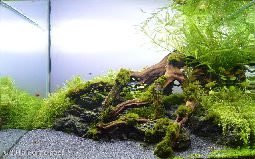 AGA 2015 Aquascaping Contest: #370