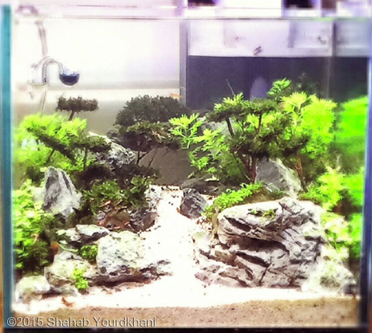 AGA 2015 Aquascaping Contest: #375