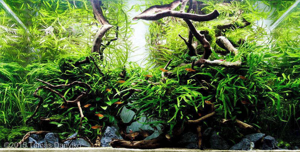 AGA 2015 Aquascaping Contest: #420