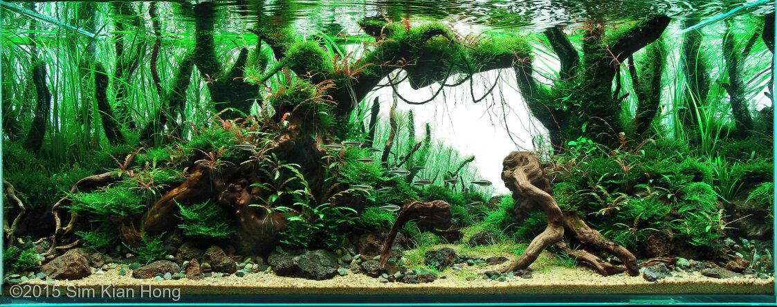 AGA 2015 Aquascaping Contest: #443