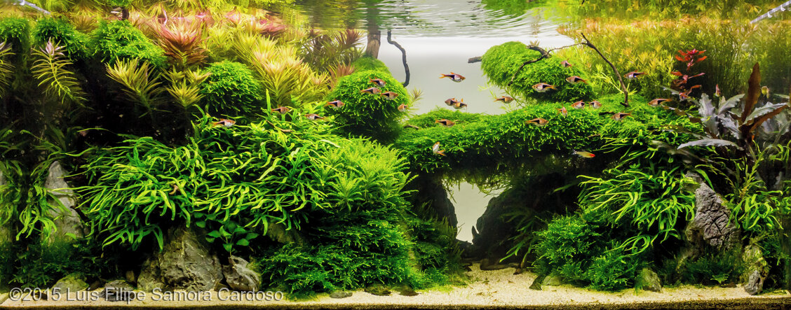 AGA 2015 Aquascaping Contest: #470