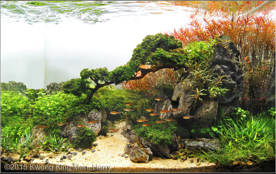 AGA 2015 Aquascaping Contest: #478