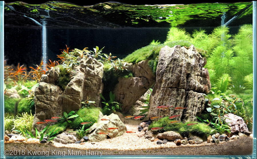 AGA 2015 Aquascaping Contest: #479