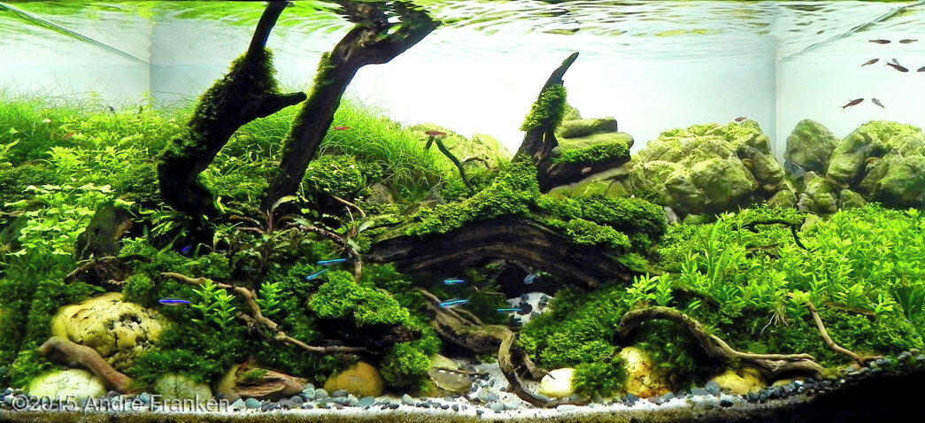 AGA 2015 Aquascaping Contest: #480