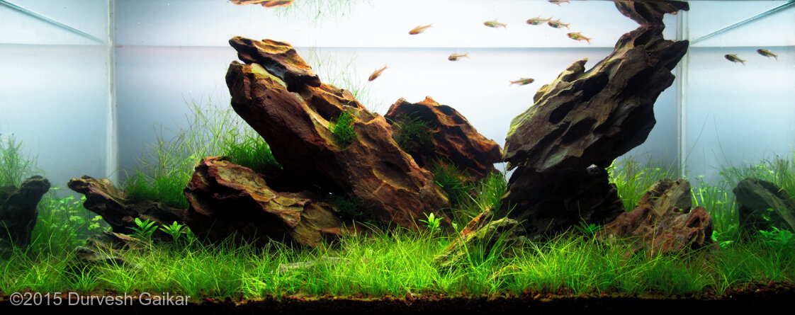 Aga 2015 Aquascaping Contest: #494