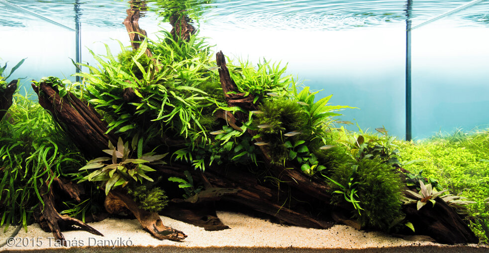 AGA 2015 Aquascaping Contest: #508