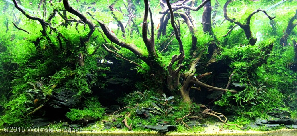 AGA 2015 Aquascaping Contest: #535