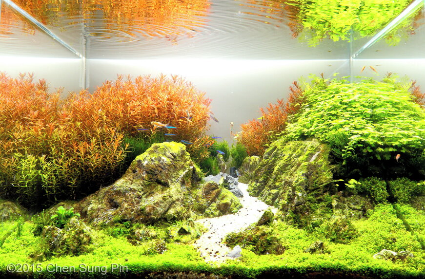 AGA 2015 Aquascaping Contest: #542