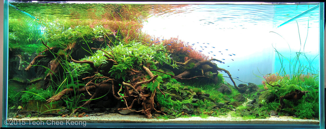 AGA 2015 Aquascaping Contest: #574