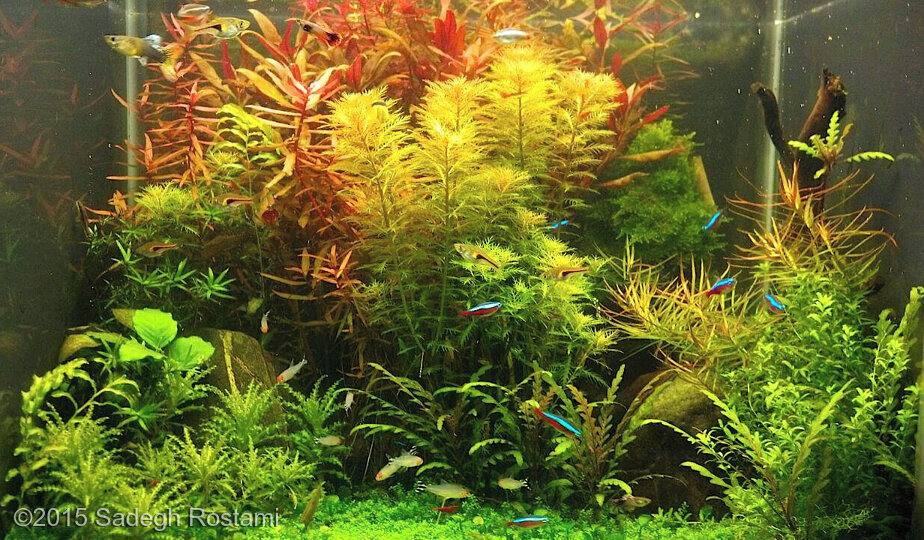 AGA 2015 Aquascaping Contest 586