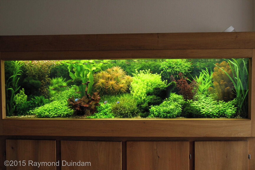 showcase.aquatic-gardeners.org