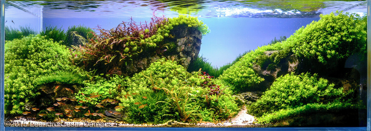 AGA 2015 Aquascaping Contest: #648