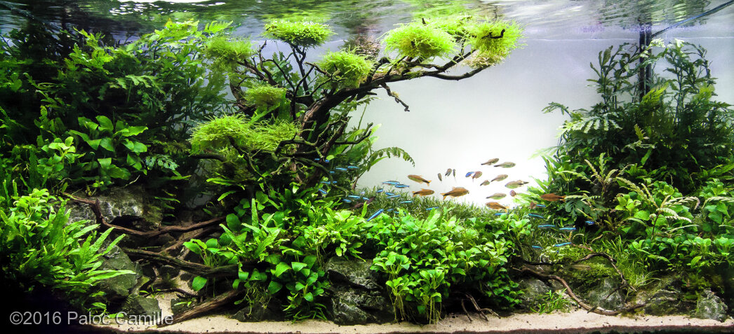 AGA 2016 Aquascaping Contest: #109