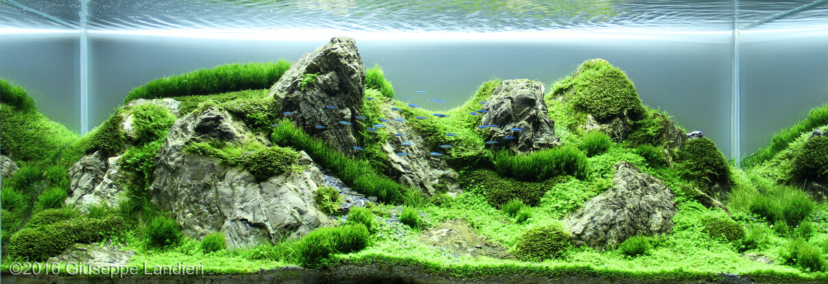 AGA 2016 Aquascaping Contest: #119