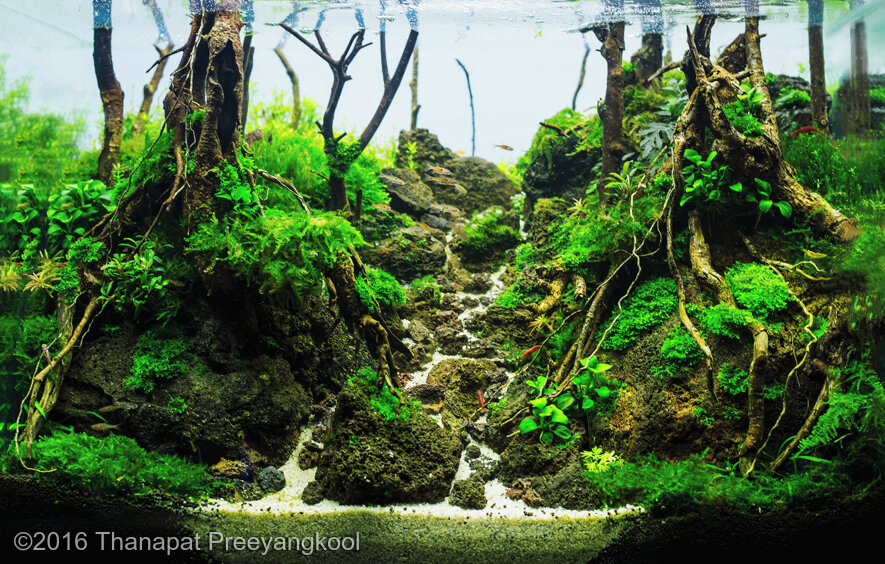 AGA 2016 Aquascaping Contest: #130