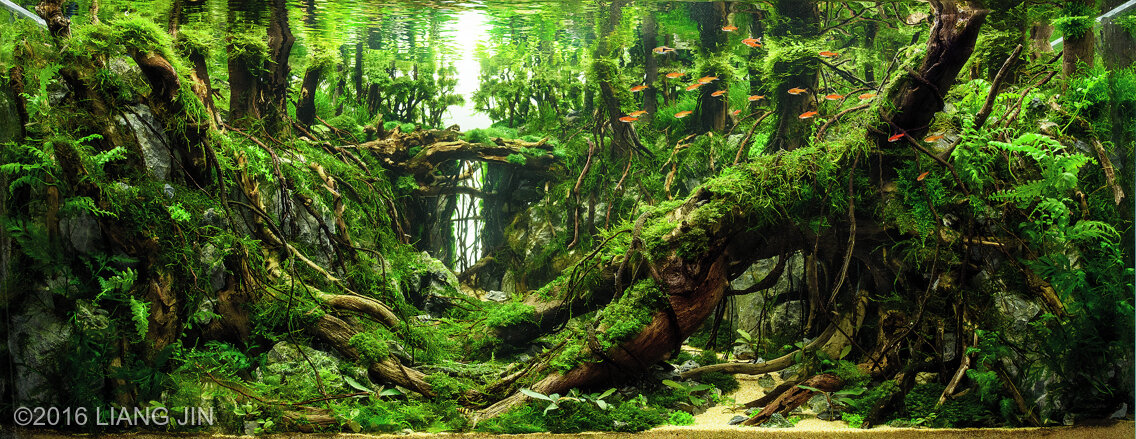 AGA 2016 Aquascaping Contest: #136
