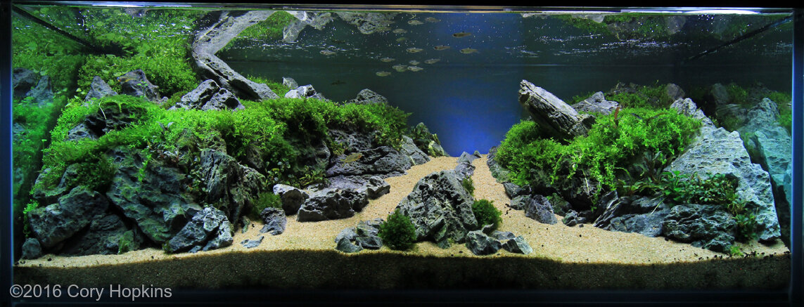 AGA 2016 Aquascaping Contest: #188