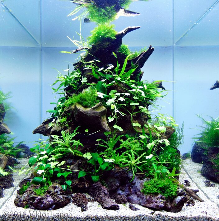 AGA 2016 Aquascaping Contest: #215