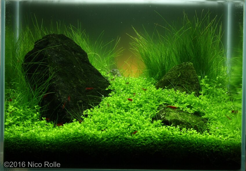 AGA 2016 Aquascaping Contest: #229