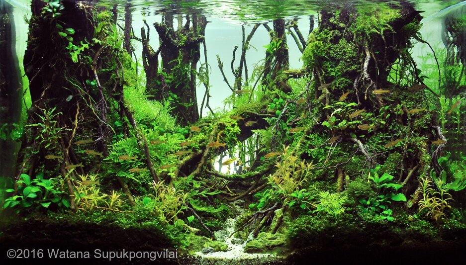 AGA 2016 Aquascaping Contest: #232