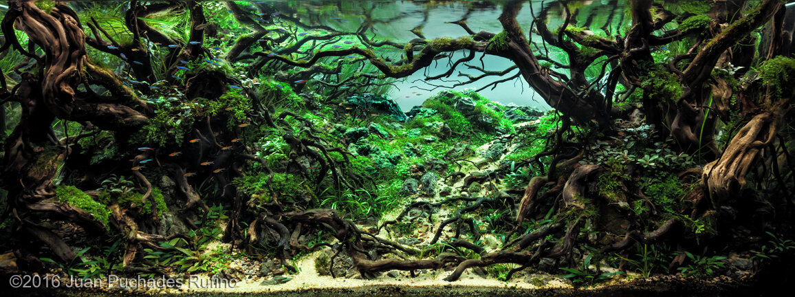 AGA 2016 Aquascaping Contest: #369