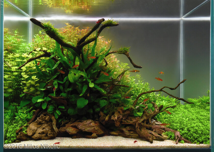 AGA 2016 Aquascaping Contest: #378