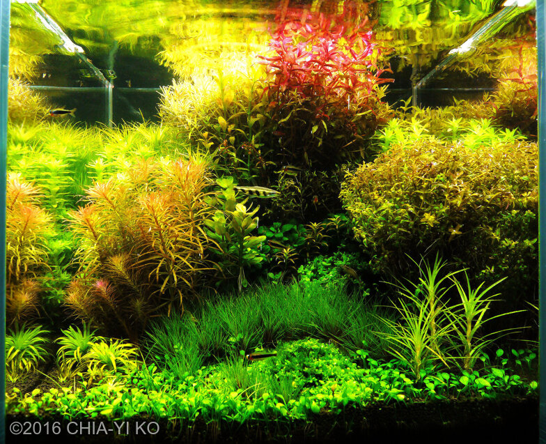 AGA 2016 Aquascaping Contest: #379