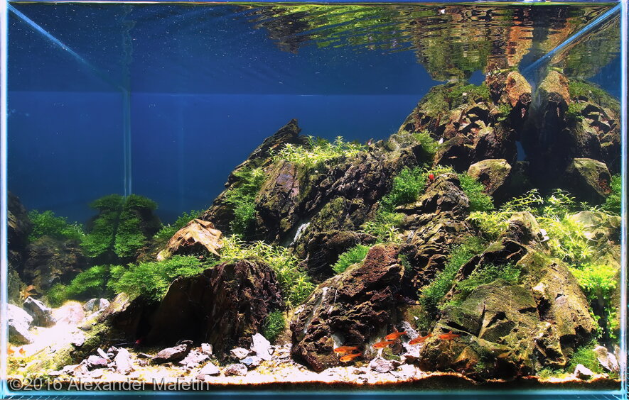 AGA 2016 Aquascaping Contest: #382